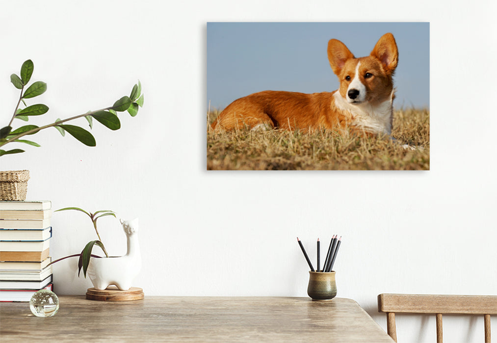 Premium Textil-Leinwand Premium Textil-Leinwand 120 cm x 80 cm quer Ein Motiv aus dem Kalender Welsh Corgi - Kobold auf 4 Pfoten