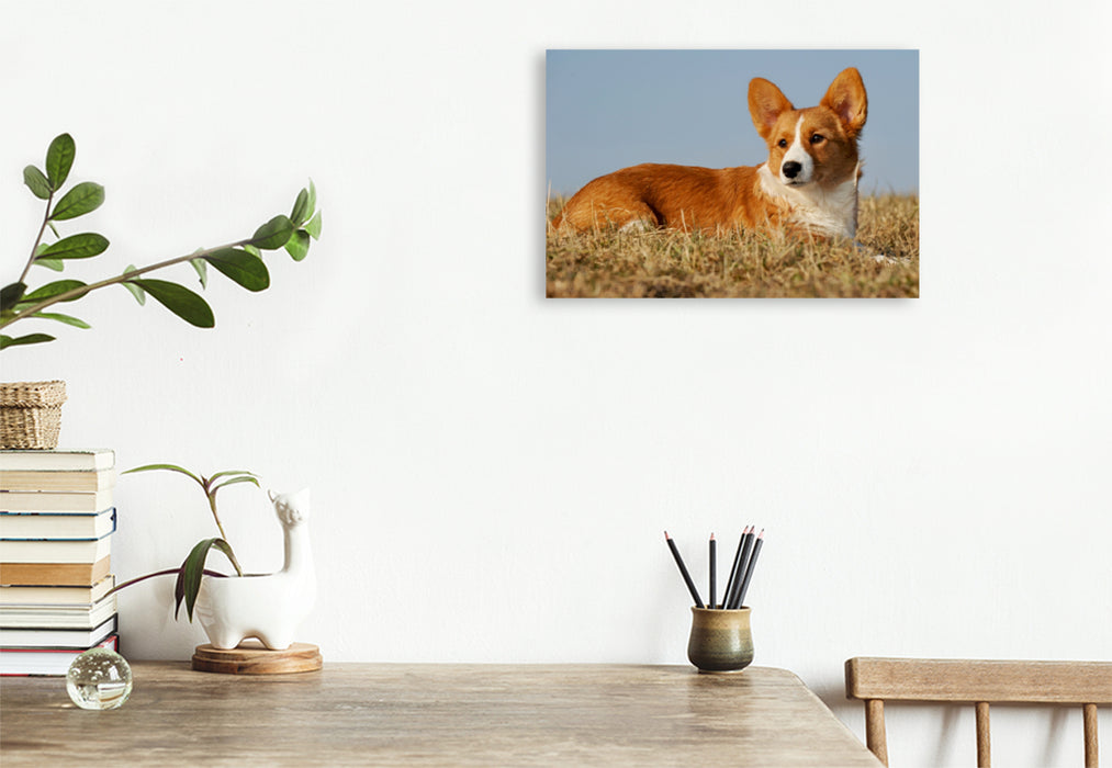 Premium Textil-Leinwand Premium Textil-Leinwand 120 cm x 80 cm quer Ein Motiv aus dem Kalender Welsh Corgi - Kobold auf 4 Pfoten