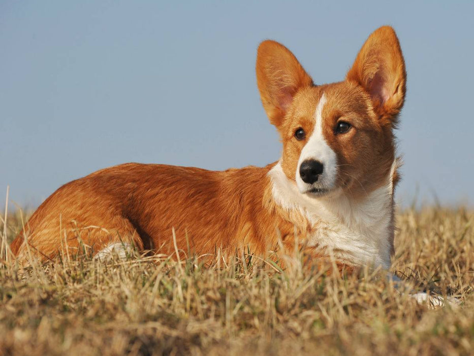 Ein Motiv aus dem Kalender Welsh Corgi - Kobold auf 4 Pfoten - CALVENDO Foto-Puzzle'