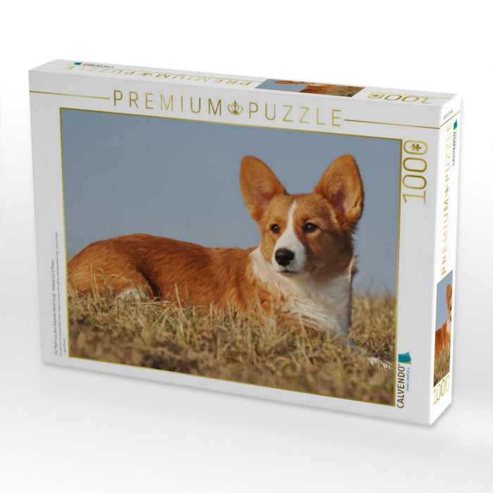Ein Motiv aus dem Kalender Welsh Corgi - Kobold auf 4 Pfoten - CALVENDO Foto-Puzzle'