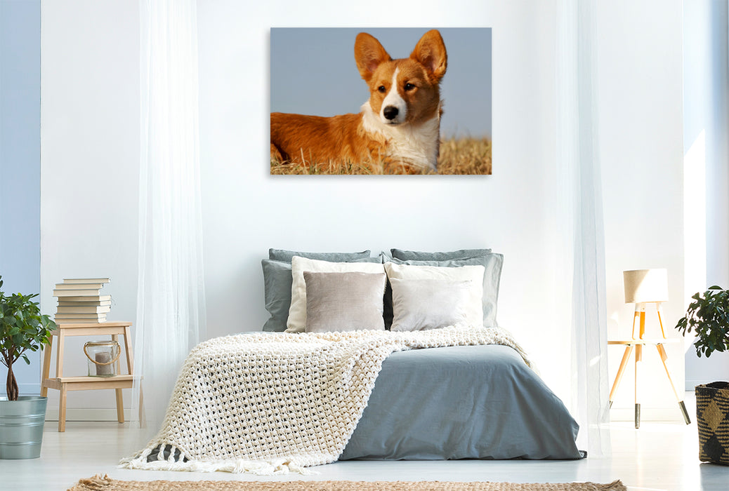 Premium Textil-Leinwand Premium Textil-Leinwand 120 cm x 80 cm quer Ein Motiv aus dem Kalender Welsh Corgi - Kobold auf 4 Pfoten