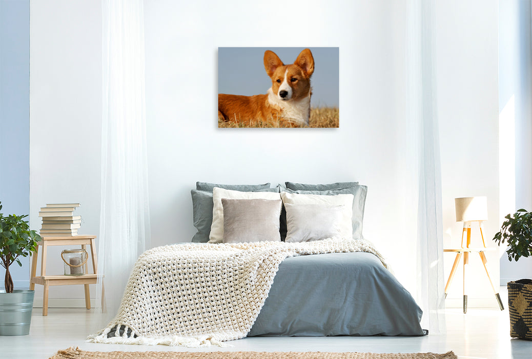 Premium Textil-Leinwand Premium Textil-Leinwand 120 cm x 80 cm quer Ein Motiv aus dem Kalender Welsh Corgi - Kobold auf 4 Pfoten