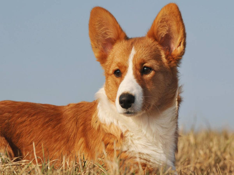 Ein Motiv aus dem Kalender Welsh Corgi - Kobold auf 4 Pfoten - CALVENDO Foto-Puzzle'