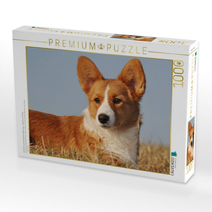 Ein Motiv aus dem Kalender Welsh Corgi - Kobold auf 4 Pfoten - CALVENDO Foto-Puzzle'