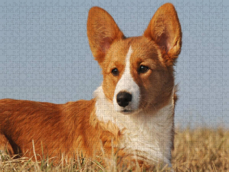 Ein Motiv aus dem Kalender Welsh Corgi - Kobold auf 4 Pfoten - CALVENDO Foto-Puzzle'