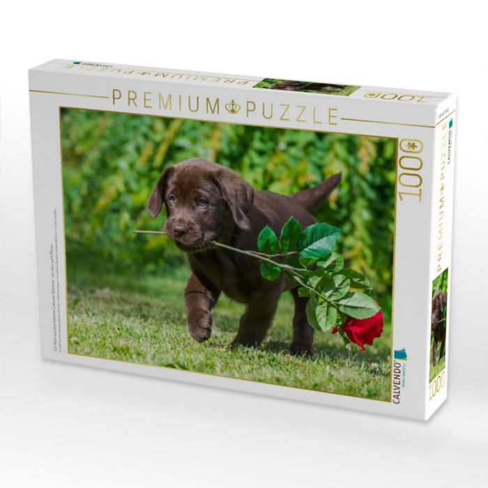 Ein Motiv aus dem Kalender Labrador Retriever - ein Herz auf 4 Pfoten - CALVENDO Foto-Puzzle'