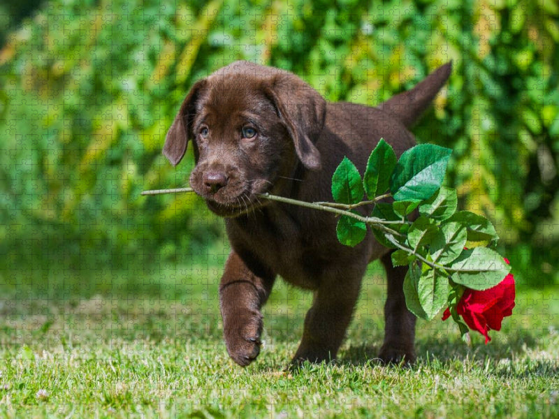 Ein Motiv aus dem Kalender Labrador Retriever - ein Herz auf 4 Pfoten - CALVENDO Foto-Puzzle'
