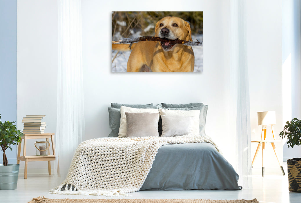 Premium Textil-Leinwand Premium Textil-Leinwand 120 cm x 80 cm quer Ein Motiv aus dem Kalender Labrador Retriever - ein Herz auf 4 Pfoten