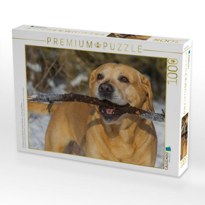 Ein Motiv aus dem Kalender Labrador Retriever - ein Herz auf 4 Pfoten - CALVENDO Foto-Puzzle'