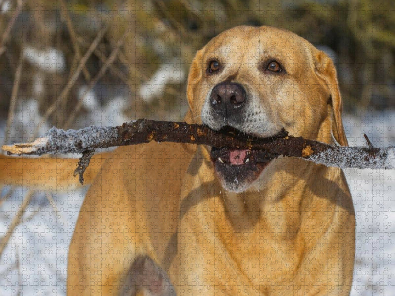 Ein Motiv aus dem Kalender Labrador Retriever - ein Herz auf 4 Pfoten - CALVENDO Foto-Puzzle'