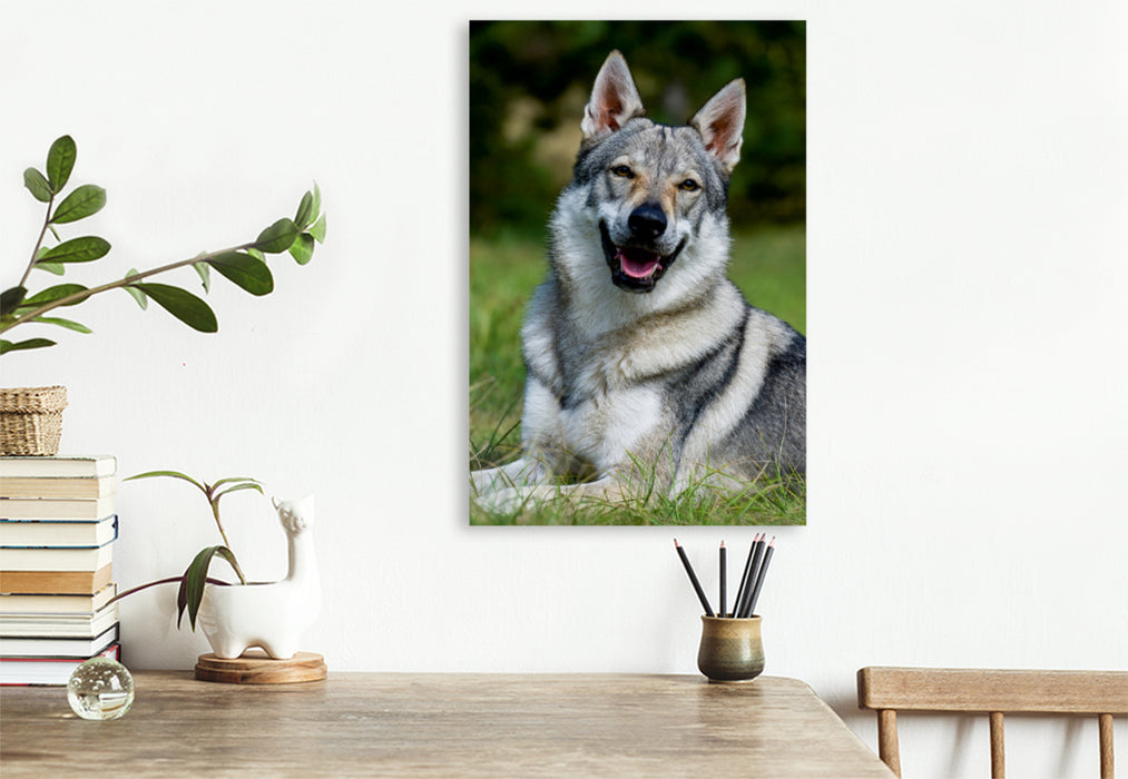 Premium Textil-Leinwand Premium Textil-Leinwand 80 cm x 120 cm  hoch Ein Motiv aus dem Kalender Faszination Wolfhund