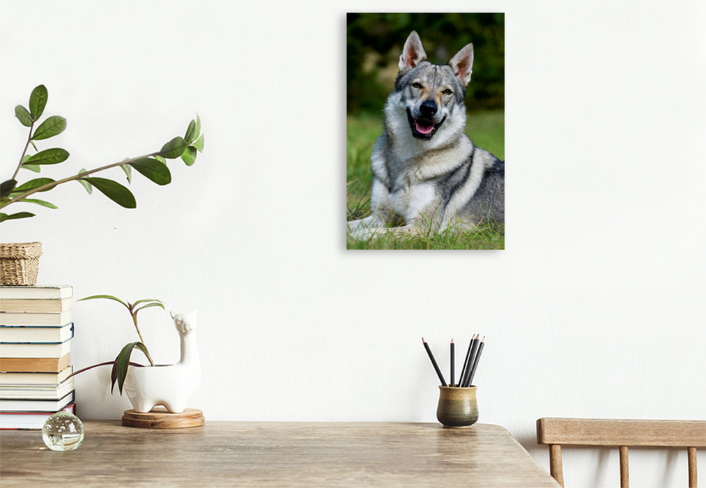 Premium Textil-Leinwand Premium Textil-Leinwand 80 cm x 120 cm  hoch Ein Motiv aus dem Kalender Faszination Wolfhund