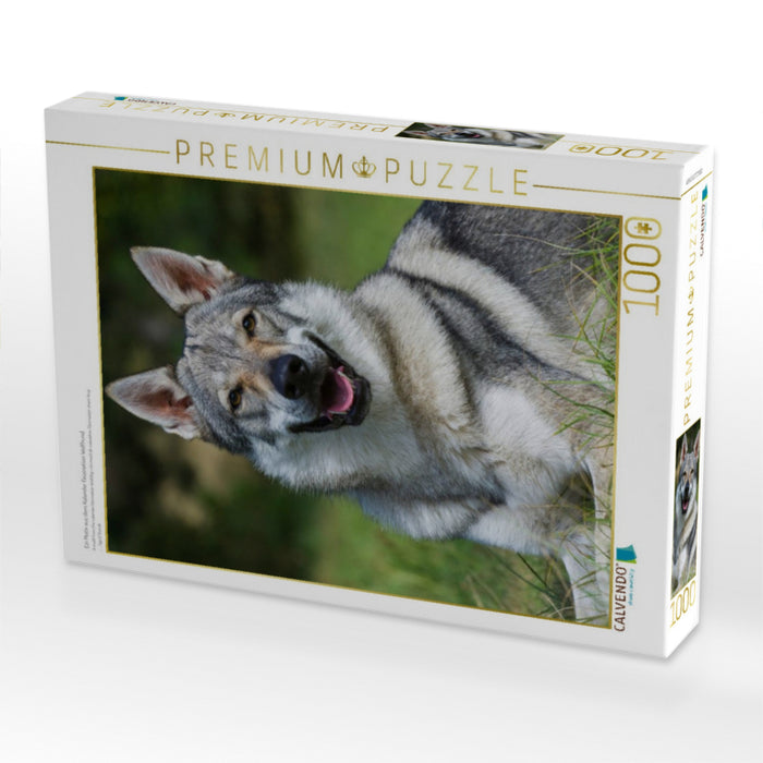 Ein Motiv aus dem Kalender Faszination Wolfhund - CALVENDO Foto-Puzzle'