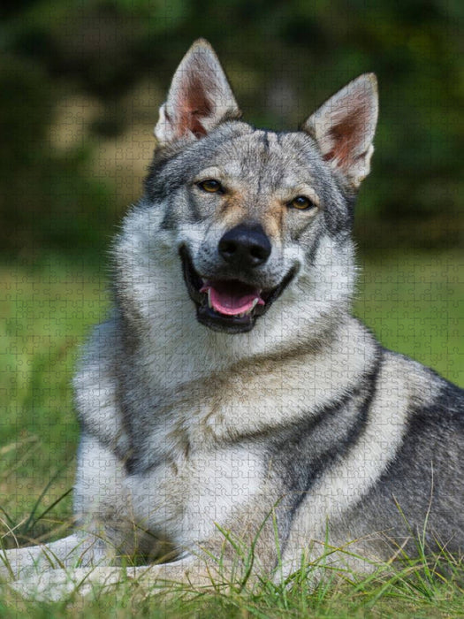 Ein Motiv aus dem Kalender Faszination Wolfhund - CALVENDO Foto-Puzzle'