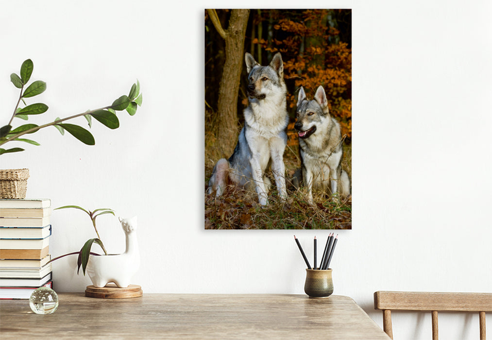 Premium Textil-Leinwand Premium Textil-Leinwand 80 cm x 120 cm  hoch Ein Motiv aus dem Kalender Faszination Wolfhund