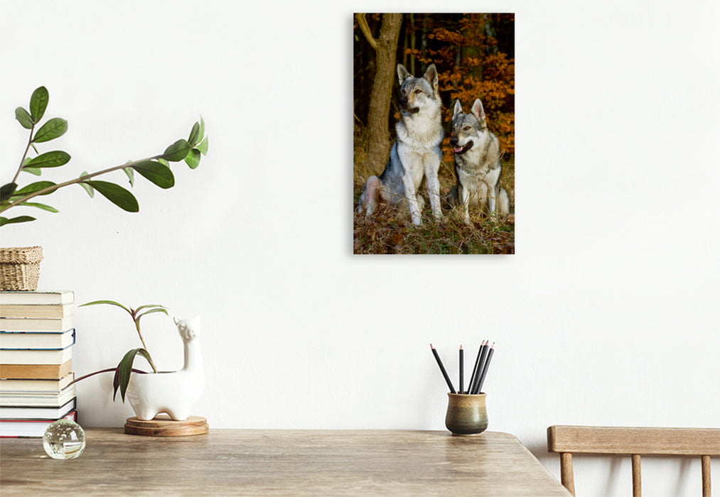 Premium Textil-Leinwand Premium Textil-Leinwand 80 cm x 120 cm  hoch Ein Motiv aus dem Kalender Faszination Wolfhund