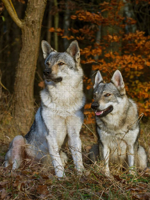 Ein Motiv aus dem Kalender Faszination Wolfhund - CALVENDO Foto-Puzzle'