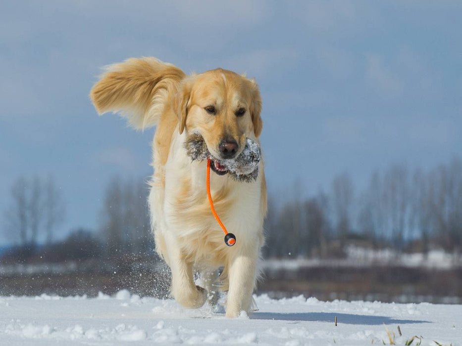 Golden Retriever - CALVENDO Foto-Puzzle'