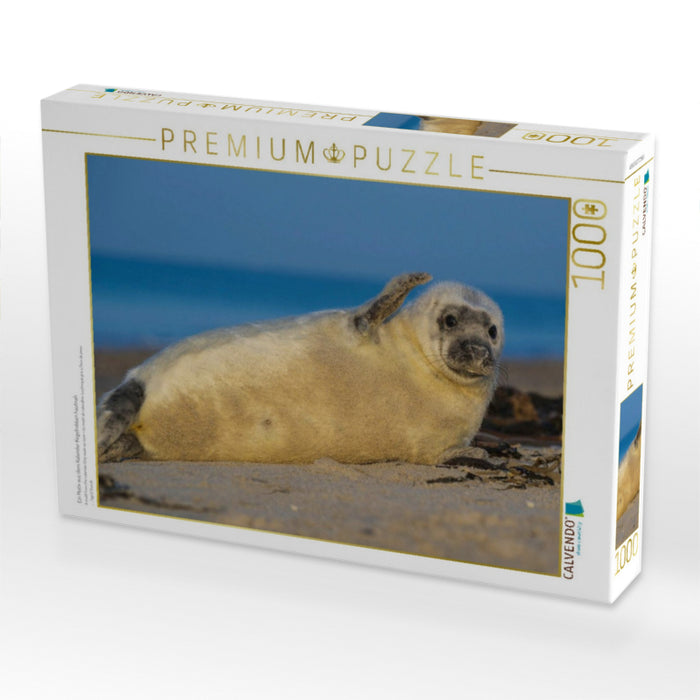 Ein Motiv aus dem Kalender Kegelrobben hautnah - CALVENDO Foto-Puzzle'