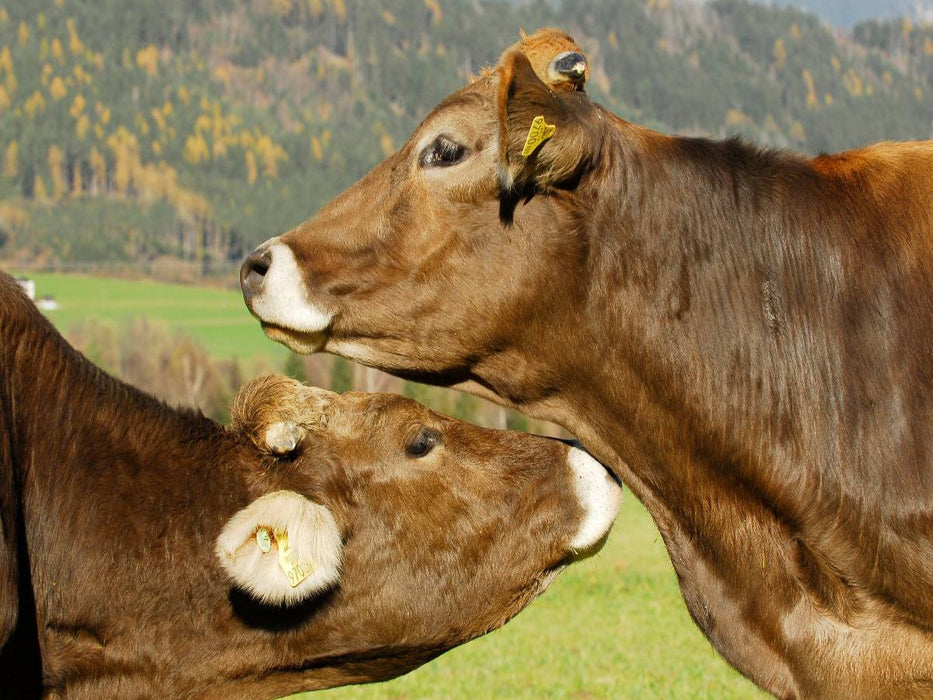 Ein Motiv aus dem Kalender Ein Herz für Rinder - CALVENDO Foto-Puzzle'
