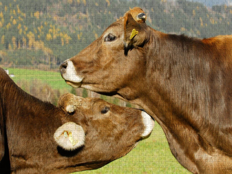 Ein Motiv aus dem Kalender Ein Herz für Rinder - CALVENDO Foto-Puzzle'