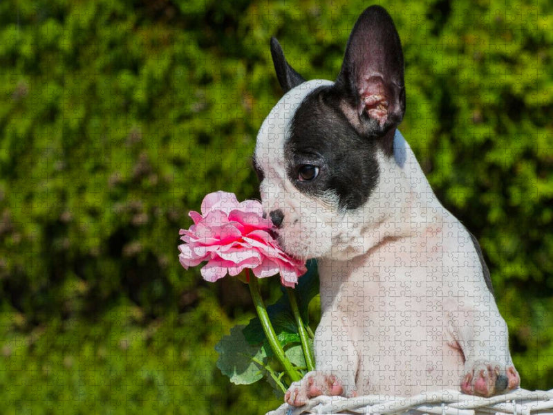 Französische Bulldogge - CALVENDO Foto-Puzzle'