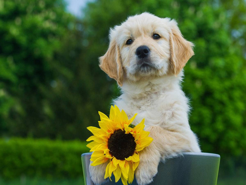 Golden Retriever - CALVENDO Foto-Puzzle'