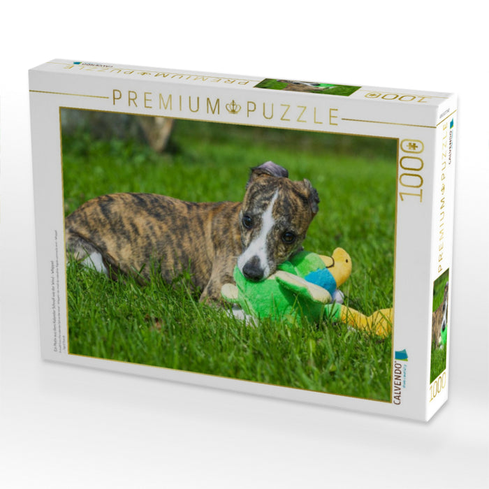 Ein Motiv aus dem Kalender Schnell wie der Wind - Whippet - CALVENDO Foto-Puzzle'