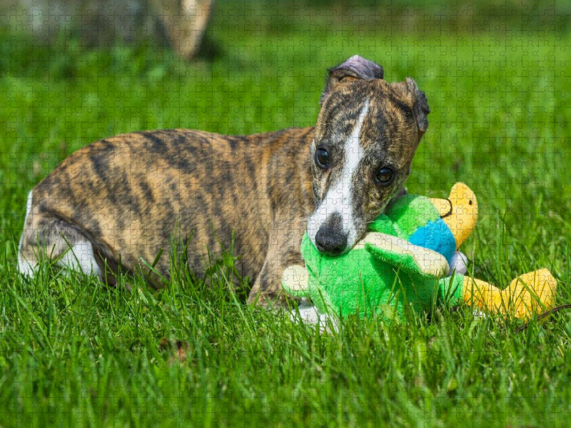 Ein Motiv aus dem Kalender Schnell wie der Wind - Whippet - CALVENDO Foto-Puzzle'