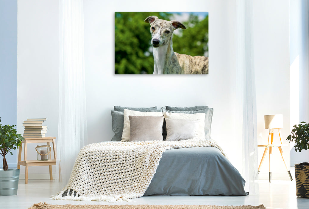 Premium Textil-Leinwand Premium Textil-Leinwand 120 cm x 80 cm quer Ein Motiv aus dem Kalender Schnell wie der Wind - Whippet