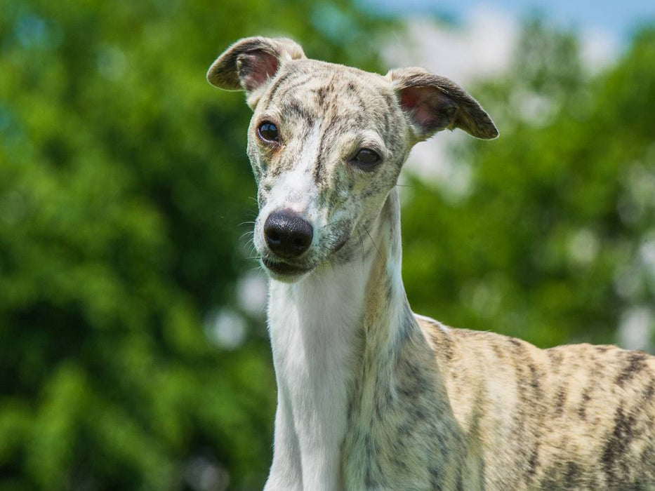 Ein Motiv aus dem Kalender Schnell wie der Wind - Whippet - CALVENDO Foto-Puzzle'