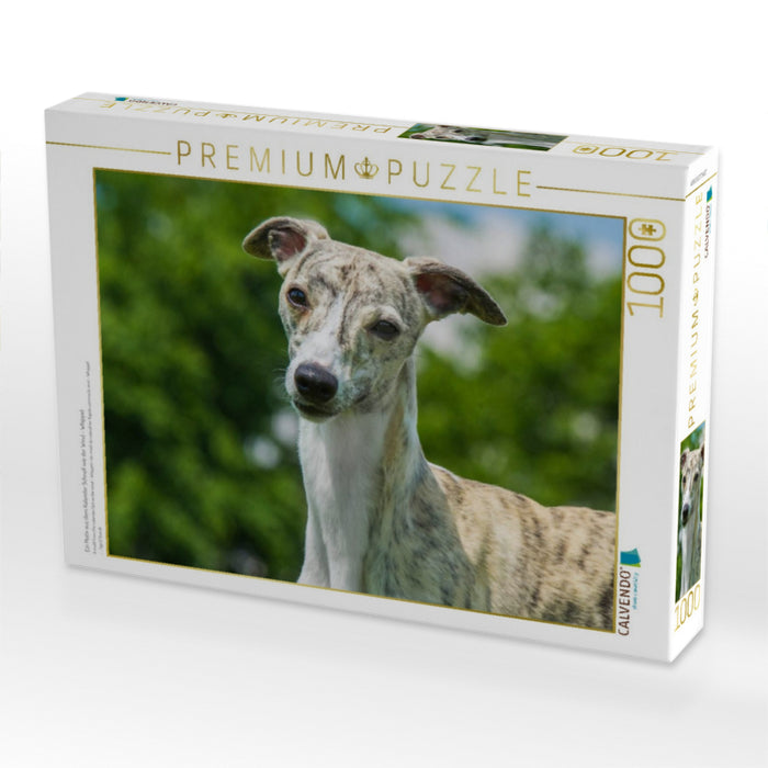 Ein Motiv aus dem Kalender Schnell wie der Wind - Whippet - CALVENDO Foto-Puzzle'