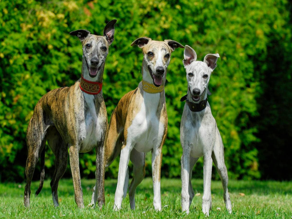 Ein Motiv aus dem Kalender Schnell wie der Wind - Whippet - CALVENDO Foto-Puzzle'