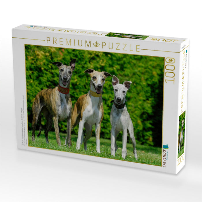 Ein Motiv aus dem Kalender Schnell wie der Wind - Whippet - CALVENDO Foto-Puzzle'