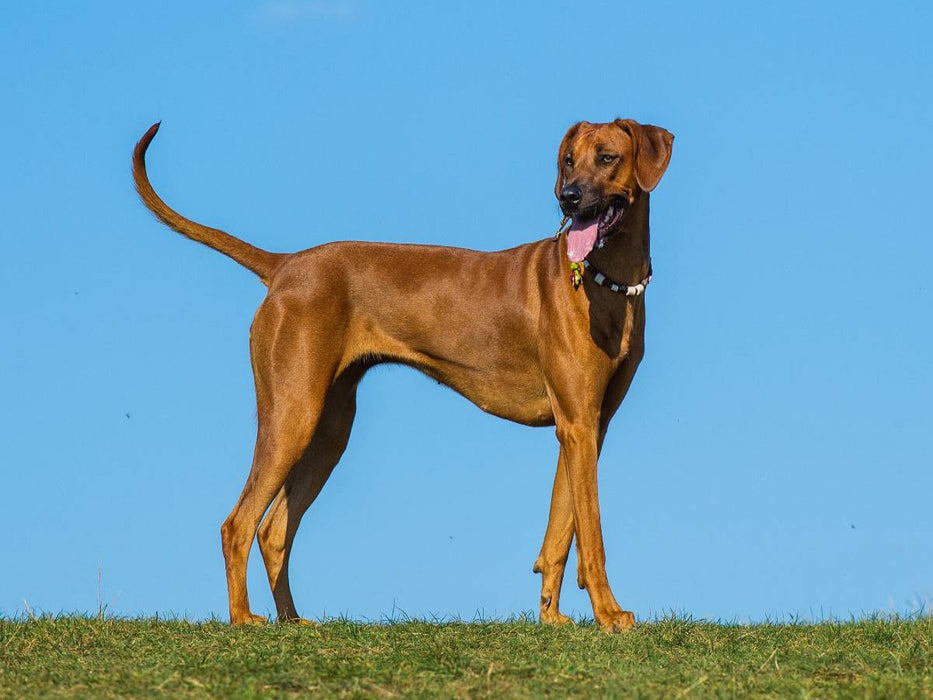 Rhodesian Ridgeback - CALVENDO Foto-Puzzle'