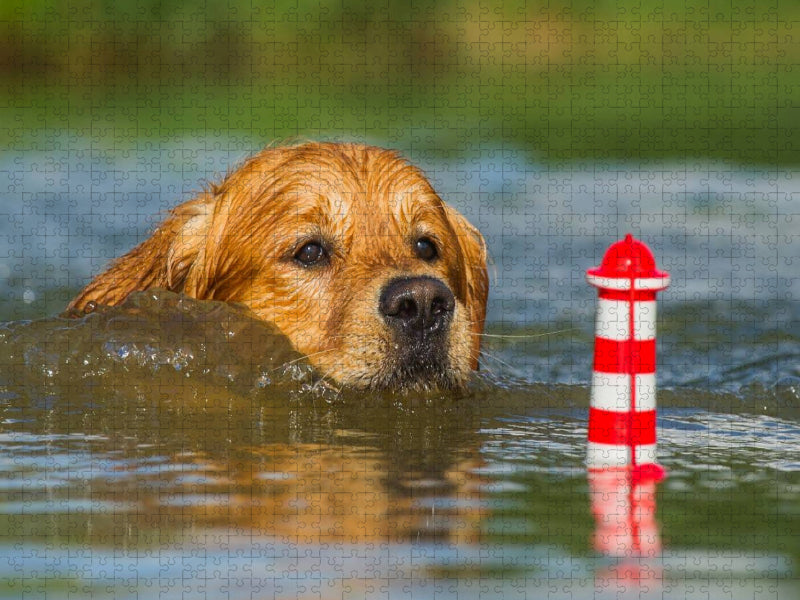 Ein Motiv aus dem Kalender Das Glück hat einen Namen - Golden Retriever - CALVENDO Foto-Puzzle'