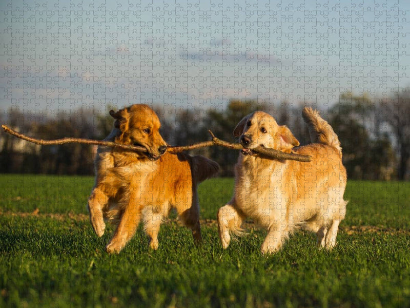 Ein Motiv aus dem Kalender Das Glück hat einen Namen - Golden Retriever - CALVENDO Foto-Puzzle'