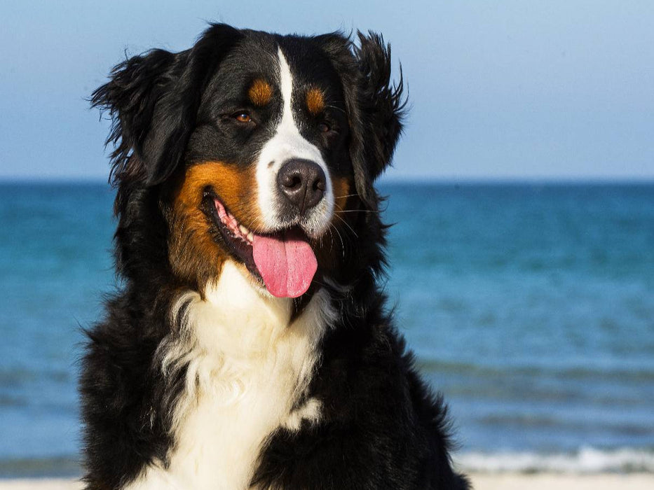 Ein Motiv aus dem Kalender Berner Sennenhunde am Strand - CALVENDO Foto-Puzzle'