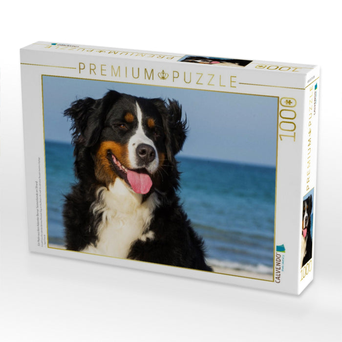 Ein Motiv aus dem Kalender Berner Sennenhunde am Strand - CALVENDO Foto-Puzzle'