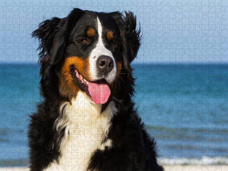 Ein Motiv aus dem Kalender Berner Sennenhunde am Strand - CALVENDO Foto-Puzzle'