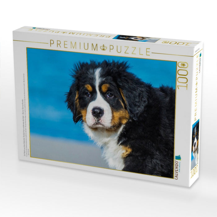 Ein Motiv aus dem Kalender Seebärchen entdecken die Welt - Berner Sennenhunde - CALVENDO Foto-Puzzle'