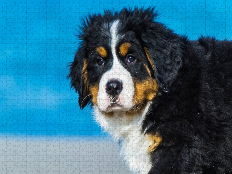 Ein Motiv aus dem Kalender Seebärchen entdecken die Welt - Berner Sennenhunde - CALVENDO Foto-Puzzle'