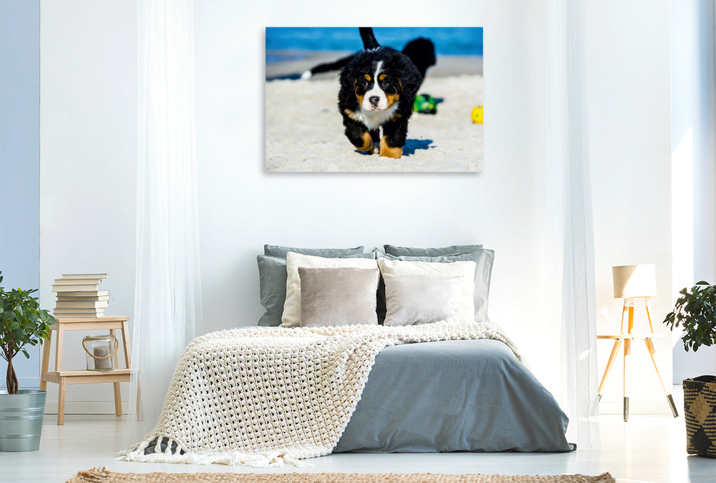 Premium Textil-Leinwand Premium Textil-Leinwand 120 cm x 80 cm quer Ein Motiv aus dem Kalender Seebärchen entdecken die Welt - Berner Sennenhunde