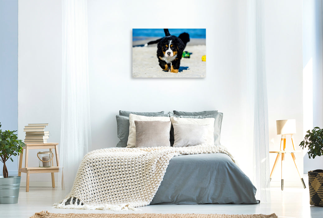 Premium Textil-Leinwand Premium Textil-Leinwand 120 cm x 80 cm quer Ein Motiv aus dem Kalender Seebärchen entdecken die Welt - Berner Sennenhunde