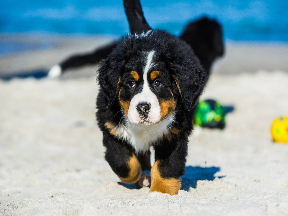Ein Motiv aus dem Kalender Seebärchen entdecken die Welt - Berner Sennenhunde - CALVENDO Foto-Puzzle'