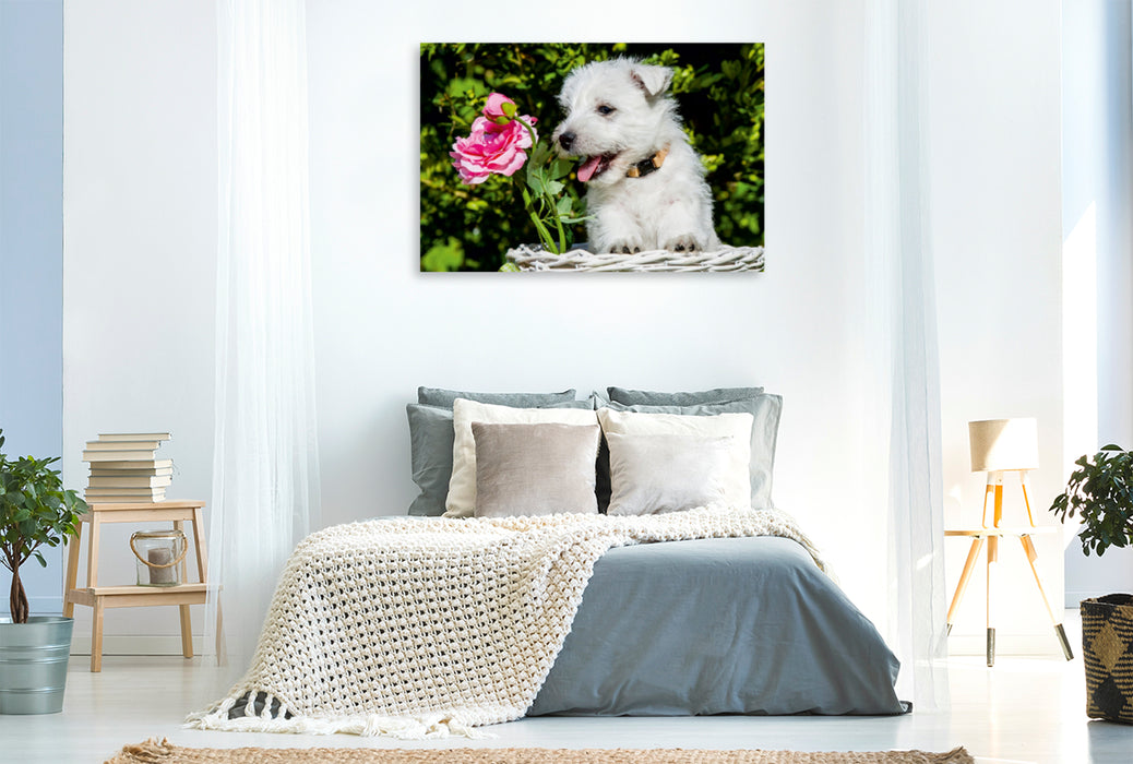 Premium Textil-Leinwand Premium Textil-Leinwand 120 cm x 80 cm quer Ein Motiv aus dem Kalender Kobold auf 4 Pfoten - West Highland White Terrier