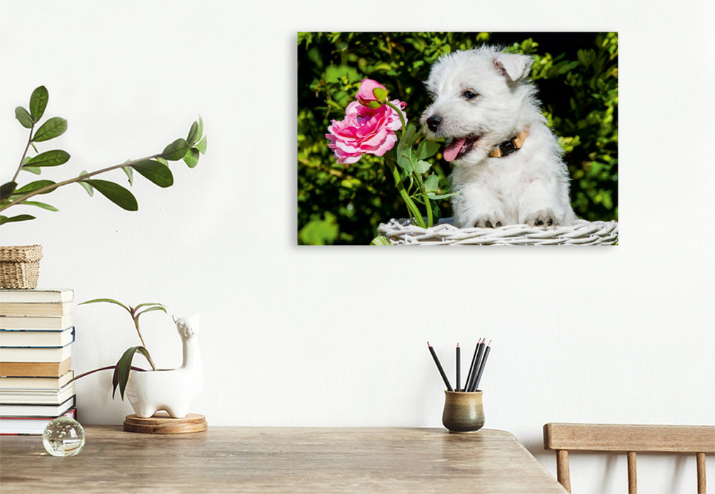 Premium Textil-Leinwand Premium Textil-Leinwand 120 cm x 80 cm quer Ein Motiv aus dem Kalender Kobold auf 4 Pfoten - West Highland White Terrier