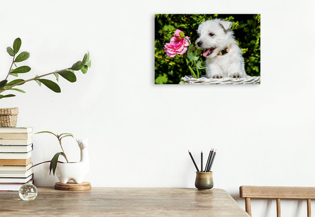 Premium Textil-Leinwand Premium Textil-Leinwand 120 cm x 80 cm quer Ein Motiv aus dem Kalender Kobold auf 4 Pfoten - West Highland White Terrier