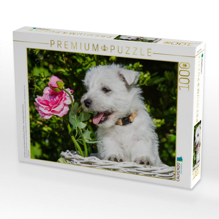 Ein Motiv aus dem Kalender Kobold auf 4 Pfoten - West Highland White Terrier - CALVENDO Foto-Puzzle'