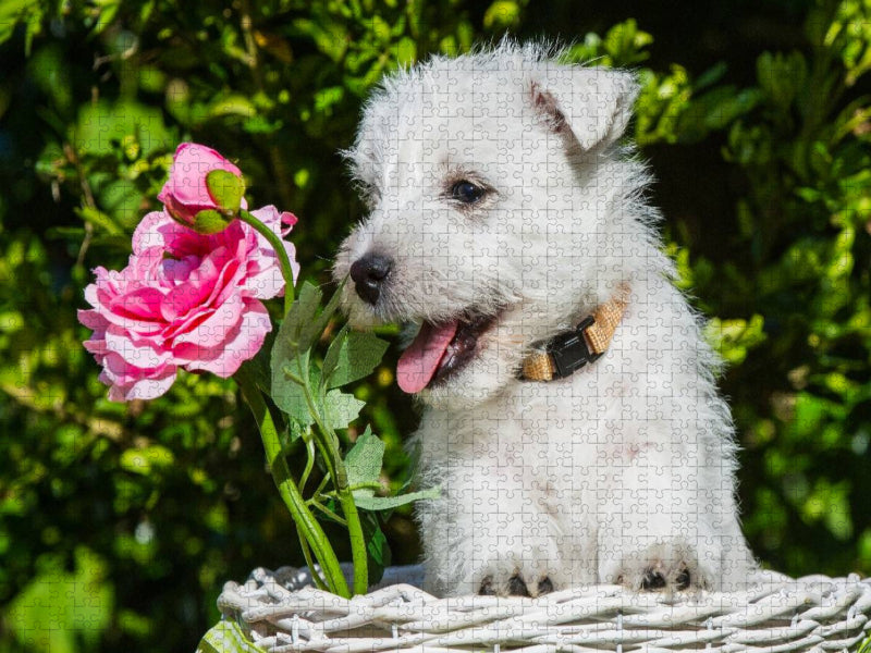 Ein Motiv aus dem Kalender Kobold auf 4 Pfoten - West Highland White Terrier - CALVENDO Foto-Puzzle'